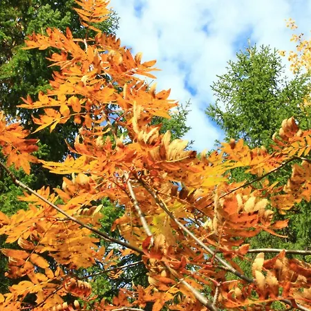 Loma-asunnot Kieppi Iso-Syöte